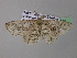  (Zeuctoboarmia AH01Za - BC ZSM Lep 32987)  @13 [ ] CreativeCommons - Attribution Non-Commercial Share-Alike (2010) Unspecified SNSB, Zoologische Staatssammlung Muenchen