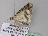  (Zeuctoboarmia AH02Za - BC ZSM Lep 32991)  @12 [ ] CreativeCommons - Attribution Non-Commercial Share-Alike (2010) Unspecified SNSB, Zoologische Staatssammlung Muenchen
