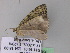  ( - BC ZSM Lep 32996)  @13 [ ] CreativeCommons - Attribution Non-Commercial Share-Alike (2010) Unspecified SNSB, Zoologische Staatssammlung Muenchen