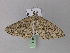  (Ascotis AH01Za - BC ZSM Lep 33004)  @13 [ ] CreativeCommons - Attribution Non-Commercial Share-Alike (2010) Unspecified SNSB, Zoologische Staatssammlung Muenchen