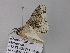 (Biston AH01Za - BC ZSM Lep 33009)  @13 [ ] CreativeCommons - Attribution Non-Commercial Share-Alike (2010) Unspecified SNSB, Zoologische Staatssammlung Muenchen