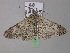  ( - BC ZSM Lep 33013)  @13 [ ] CreativeCommons - Attribution Non-Commercial Share-Alike (2010) Unspecified SNSB, Zoologische Staatssammlung Muenchen