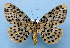  (Bracca MS02 - BC ZSM Lep 33799)  @14 [ ] Copyright (2010) Unspecified SNSB, Zoologische Staatssammlung Muenchen