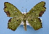  ( - BC ZSM Lep 33812)  @14 [ ] Copyright (2010) Unspecified SNSB, Zoologische Staatssammlung Muenchen