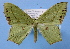  ( - BC ZSM Lep 33823)  @11 [ ] Copyright (2010) Unspecified SNSB, Zoologische Staatssammlung Muenchen