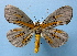  (Bracca - BC ZSM Lep 33825)  @15 [ ] Copyright (2010) Unspecified SNSB, Zoologische Staatssammlung Muenchen
