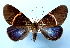  ( - BC ZSM Lep 33830)  @11 [ ] Copyright (2010) Unspecified SNSB, Zoologische Staatssammlung Muenchen