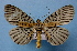  ( - BC ZSM Lep 33832)  @14 [ ] Copyright (2010) Unspecified SNSB, Zoologische Staatssammlung Muenchen