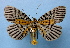  (Bracca exul - BC ZSM Lep 33833)  @15 [ ] Copyright (2010) Unspecified SNSB, Zoologische Staatssammlung Muenchen