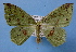  ( - BC ZSM Lep 33855)  @14 [ ] Copyright (2010) Unspecified SNSB, Zoologische Staatssammlung Muenchen