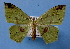  ( - BC ZSM Lep 33856)  @14 [ ] Copyright (2010) Unspecified SNSB, Zoologische Staatssammlung Muenchen
