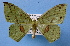  ( - BC ZSM Lep 33857)  @14 [ ] Copyright (2010) Unspecified SNSB, Zoologische Staatssammlung Muenchen