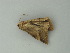  ( - BC ZSM Lep 72783)  @11 [ ] CreativeCommons - Attribution Non-Commercial Share-Alike (2015) Axel Hausmann/Bavarian State Collection of Zoology (ZSM) SNSB, Zoologische Staatssammlung Muenchen