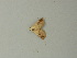  ( - BC ZSM Lep 72813)  @12 [ ] CreativeCommons - Attribution Non-Commercial Share-Alike (2015) Axel Hausmann/Bavarian State Collection of Zoology (ZSM) SNSB, Zoologische Staatssammlung Muenchen