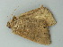  ( - BC ZSM Lep 72823)  @13 [ ] CreativeCommons - Attribution Non-Commercial Share-Alike (2015) Axel Hausmann/Bavarian State Collection of Zoology (ZSM) SNSB, Zoologische Staatssammlung Muenchen