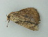  ( - BC ZSM Lep 72828)  @13 [ ] CreativeCommons - Attribution Non-Commercial Share-Alike (2015) Axel Hausmann/Bavarian State Collection of Zoology (ZSM) SNSB, Zoologische Staatssammlung Muenchen