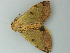  (Ophiusa legendrei - BC ZSM Lep 72837)  @13 [ ] CreativeCommons - Attribution Non-Commercial Share-Alike (2015) Axel Hausmann/Bavarian State Collection of Zoology (ZSM) SNSB, Zoologische Staatssammlung Muenchen