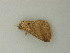  ( - BC ZSM Lep 72841)  @12 [ ] CreativeCommons - Attribution Non-Commercial Share-Alike (2015) Axel Hausmann/Bavarian State Collection of Zoology (ZSM) SNSB, Zoologische Staatssammlung Muenchen