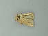  ( - BC ZSM Lep 72844)  @12 [ ] CreativeCommons - Attribution Non-Commercial Share-Alike (2015) Axel Hausmann/Bavarian State Collection of Zoology (ZSM) SNSB, Zoologische Staatssammlung Muenchen