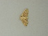  ( - BC ZSM Lep 72850)  @12 [ ] CreativeCommons - Attribution Non-Commercial Share-Alike (2015) Axel Hausmann/Bavarian State Collection of Zoology (ZSM) SNSB, Zoologische Staatssammlung Muenchen
