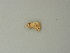  ( - BC ZSM Lep 72858)  @12 [ ] CreativeCommons - Attribution Non-Commercial Share-Alike (2015) Axel Hausmann/Bavarian State Collection of Zoology (ZSM) SNSB, Zoologische Staatssammlung Muenchen
