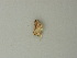  ( - BC ZSM Lep 72863)  @11 [ ] CreativeCommons - Attribution Non-Commercial Share-Alike (2015) Axel Hausmann/Bavarian State Collection of Zoology (ZSM) SNSB, Zoologische Staatssammlung Muenchen