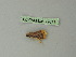  ( - BC ZSM Lep 72871)  @12 [ ] CreativeCommons - Attribution Non-Commercial Share-Alike (2015) Axel Hausmann/Bavarian State Collection of Zoology (ZSM) SNSB, Zoologische Staatssammlung Muenchen