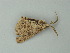  ( - BC ZSM Lep 73351)  @11 [ ] CreativeCommons - Attribution Non-Commercial Share-Alike (2015) Axel Hausmann/Bavarian State Collection of Zoology (ZSM) SNSB, Zoologische Staatssammlung Muenchen