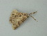  (Cleora acaciaria - BC ZSM Lep 73352)  @13 [ ] CreativeCommons - Attribution Non-Commercial Share-Alike (2015) Axel Hausmann/Bavarian State Collection of Zoology (ZSM) SNSB, Zoologische Staatssammlung Muenchen