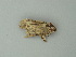  (Spodoptera cilium - BC ZSM Lep 73354)  @13 [ ] CreativeCommons - Attribution Non-Commercial Share-Alike (2015) Axel Hausmann/Bavarian State Collection of Zoology (ZSM) SNSB, Zoologische Staatssammlung Muenchen