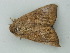  (Achaea trapezoides - BC ZSM Lep 73372)  @13 [ ] CreativeCommons - Attribution Non-Commercial Share-Alike (2015) Axel Hausmann/Bavarian State Collection of Zoology (ZSM) SNSB, Zoologische Staatssammlung Muenchen