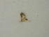  ( - BC ZSM Lep 73376)  @11 [ ] CreativeCommons - Attribution Non-Commercial Share-Alike (2015) Axel Hausmann/Bavarian State Collection of Zoology (ZSM) SNSB, Zoologische Staatssammlung Muenchen