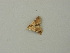  (Eublemmoides - BC ZSM Lep 73391)  @11 [ ] CreativeCommons - Attribution Non-Commercial Share-Alike (2015) Axel Hausmann/Bavarian State Collection of Zoology (ZSM) SNSB, Zoologische Staatssammlung Muenchen