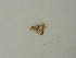  ( - BC ZSM Lep 73400)  @12 [ ] CreativeCommons - Attribution Non-Commercial Share-Alike (2015) Axel Hausmann/Bavarian State Collection of Zoology (ZSM) SNSB, Zoologische Staatssammlung Muenchen