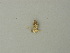  ( - BC ZSM Lep 73411)  @11 [ ] CreativeCommons - Attribution Non-Commercial Share-Alike (2015) Axel Hausmann/Bavarian State Collection of Zoology (ZSM) SNSB, Zoologische Staatssammlung Muenchen