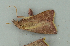  ( - BC ZSM Lep 73427)  @12 [ ] CreativeCommons - Attribution Non-Commercial Share-Alike (2015) Axel Hausmann/Bavarian State Collection of Zoology (ZSM) SNSB, Zoologische Staatssammlung Muenchen