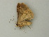  ( - BC ZSM Lep 73431)  @11 [ ] CreativeCommons - Attribution Non-Commercial Share-Alike (2015) Axel Hausmann/Bavarian State Collection of Zoology (ZSM) SNSB, Zoologische Staatssammlung Muenchen