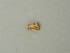  ( - BC ZSM Lep 73432)  @11 [ ] CreativeCommons - Attribution Non-Commercial Share-Alike (2015) Axel Hausmann/Bavarian State Collection of Zoology (ZSM) SNSB, Zoologische Staatssammlung Muenchen