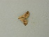  ( - BC ZSM Lep 73435)  @11 [ ] CreativeCommons - Attribution Non-Commercial Share-Alike (2015) Axel Hausmann/Bavarian State Collection of Zoology (ZSM) SNSB, Zoologische Staatssammlung Muenchen
