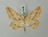  ( - BC ZSM Lep 74501)  @11 [ ] CreativeCommons - Attribution Non-Commercial Share-Alike (2015) Axel Hausmann/Bavarian State Collection of Zoology (ZSM) SNSB, Zoologische Staatssammlung Muenchen