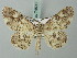  (Cleora processaria - BC ZSM Lep 74503)  @11 [ ] CreativeCommons - Attribution Non-Commercial Share-Alike (2015) Axel Hausmann/Bavarian State Collection of Zoology (ZSM) SNSB, Zoologische Staatssammlung Muenchen
