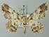  (Cleora fraterna - BC ZSM Lep 74504)  @14 [ ] CreativeCommons - Attribution Non-Commercial Share-Alike (2015) Axel Hausmann/Bavarian State Collection of Zoology (ZSM) SNSB, Zoologische Staatssammlung Muenchen