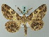  (Cleora apista - BC ZSM Lep 74506)  @15 [ ] CreativeCommons - Attribution Non-Commercial Share-Alike (2015) Axel Hausmann/Bavarian State Collection of Zoology (ZSM) SNSB, Zoologische Staatssammlung Muenchen