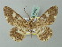  (Cleora tarasovi - BC ZSM Lep 74507)  @14 [ ] CreativeCommons - Attribution Non-Commercial Share-Alike (2015) Axel Hausmann/Bavarian State Collection of Zoology (ZSM) SNSB, Zoologische Staatssammlung Muenchen