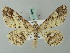  (Cleora pendleburyi - BC ZSM Lep 74512)  @15 [ ] CreativeCommons - Attribution Non-Commercial Share-Alike (2015) Axel Hausmann/Bavarian State Collection of Zoology (ZSM) SNSB, Zoologische Staatssammlung Muenchen