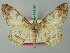  (Cleora concentraria - BC ZSM Lep 74514)  @15 [ ] CreativeCommons - Attribution Non-Commercial Share-Alike (2015) Axel Hausmann/Bavarian State Collection of Zoology (ZSM) SNSB, Zoologische Staatssammlung Muenchen