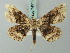  (Cleora mjoebergi - BC ZSM Lep 74515)  @14 [ ] CreativeCommons - Attribution Non-Commercial Share-Alike (2015) Axel Hausmann/Bavarian State Collection of Zoology (ZSM) SNSB, Zoologische Staatssammlung Muenchen