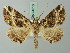  ( - BC ZSM Lep 74516)  @13 [ ] CreativeCommons - Attribution Non-Commercial Share-Alike (2015) Axel Hausmann/Bavarian State Collection of Zoology (ZSM) SNSB, Zoologische Staatssammlung Muenchen