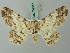  (Cleora alienaria - BC ZSM Lep 74517)  @14 [ ] CreativeCommons - Attribution Non-Commercial Share-Alike (2015) Axel Hausmann/Bavarian State Collection of Zoology (ZSM) SNSB, Zoologische Staatssammlung Muenchen