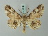  (Cleora gelidaria - BC ZSM Lep 74518)  @14 [ ] CreativeCommons - Attribution Non-Commercial Share-Alike (2015) Axel Hausmann/Bavarian State Collection of Zoology (ZSM) SNSB, Zoologische Staatssammlung Muenchen